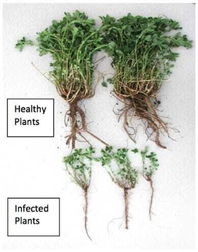 Fighting Aphanomyces in Alfalfa