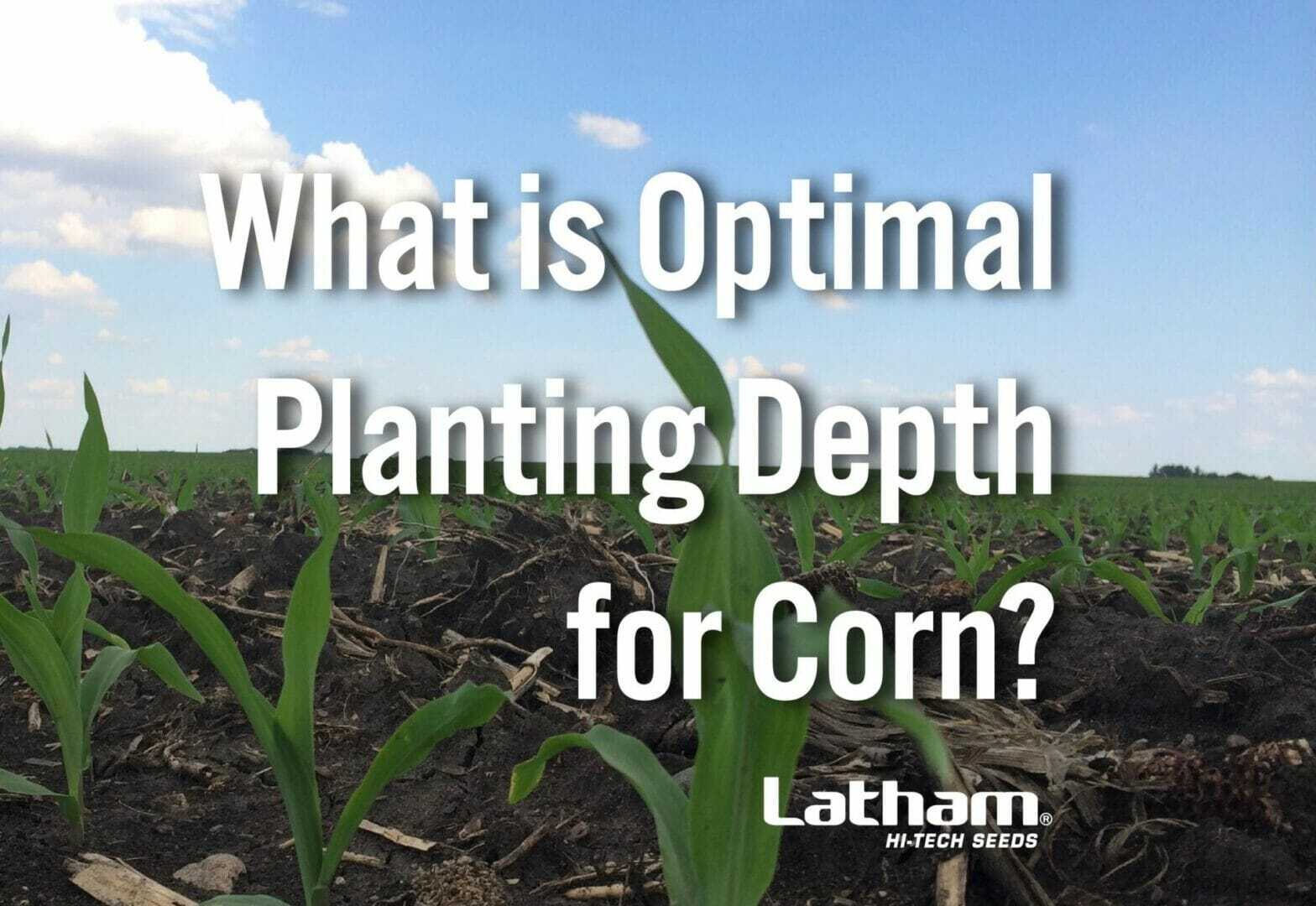 Optimal Planting Depth Cover Image