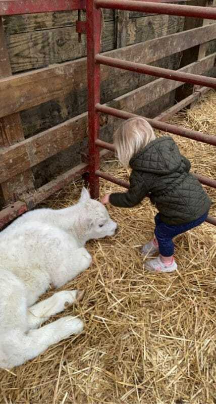 Raising Cattle, Building Character