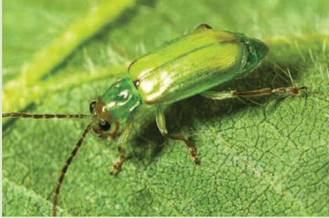 Scout Early for Below-Ground Insects That Damage Corn