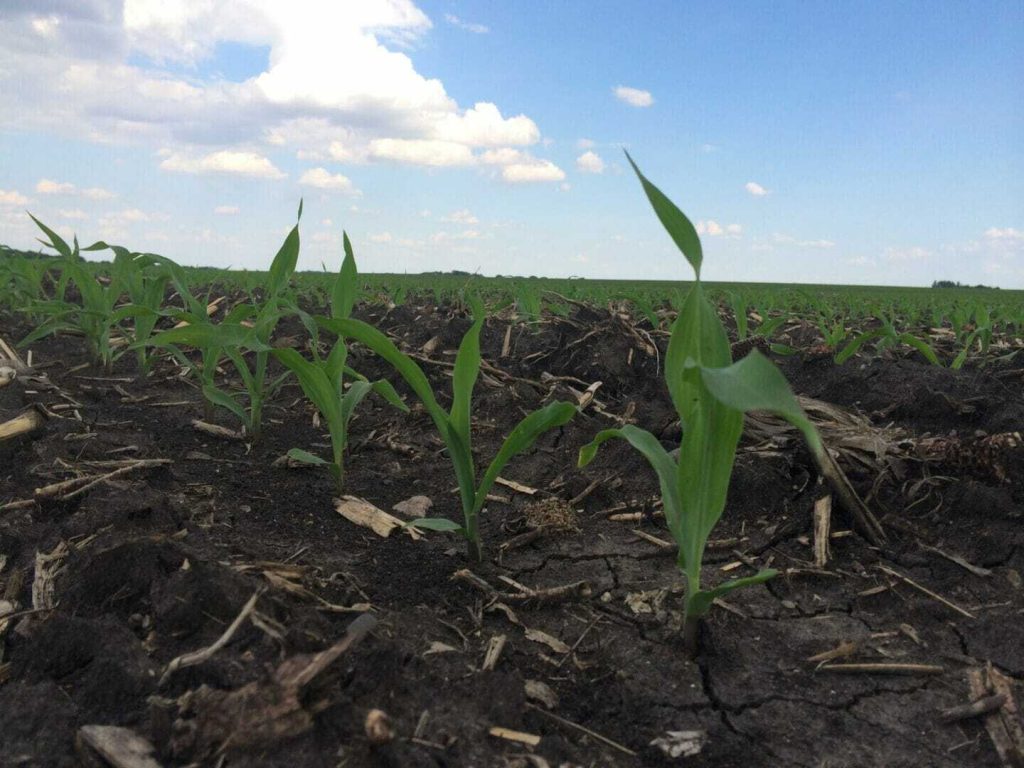 #AskTheAgronomist: Uneven Corn Emergence