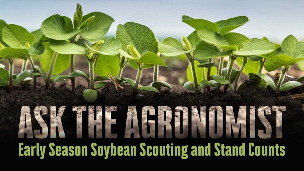 #AskTheAgronomist: Early Season Soybean Scouting and Stand Counts