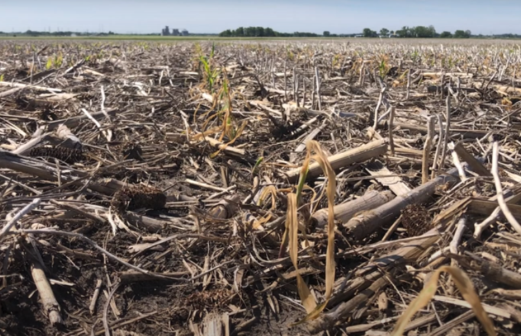 #AskTheAgronomist: Evaluating Frost Damage in Corn and Soybeans