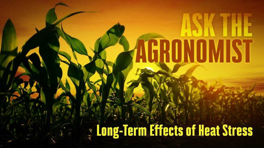 #AskTheAgronomist: Long-Term Effects of Heat Stress in Corn