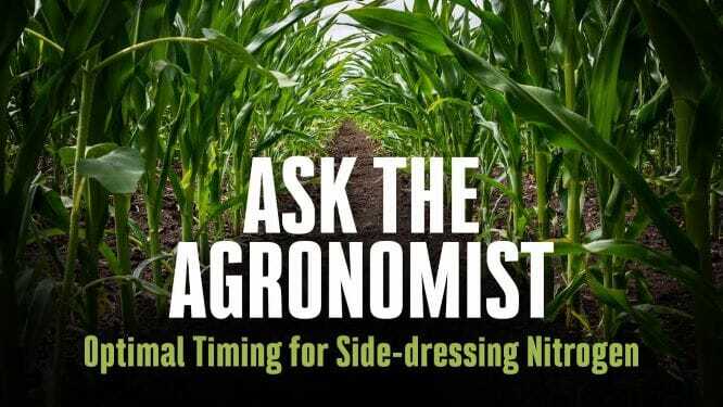 #AskTheAgronomist: Optimal Timing for Side-Dressing Nitrogen