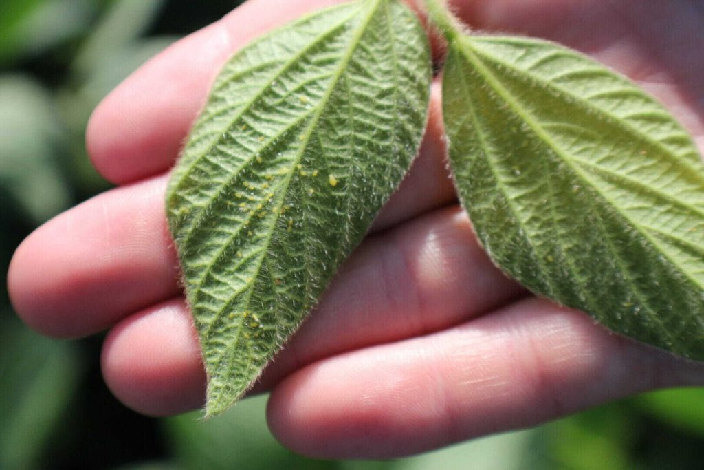 #AskTheAgronomist: Mid-Season Soybean Pests