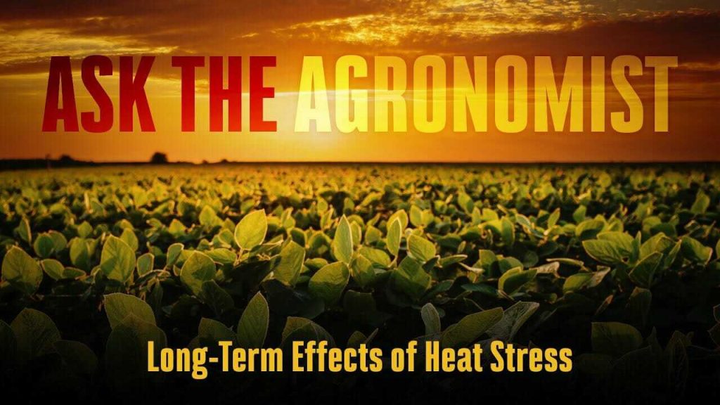 #AskTheAgronomist: Long-Term Heat Stress in Soybeans