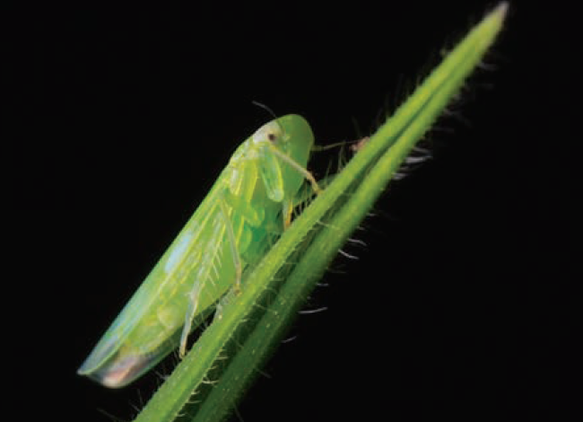 Alfalfa pest