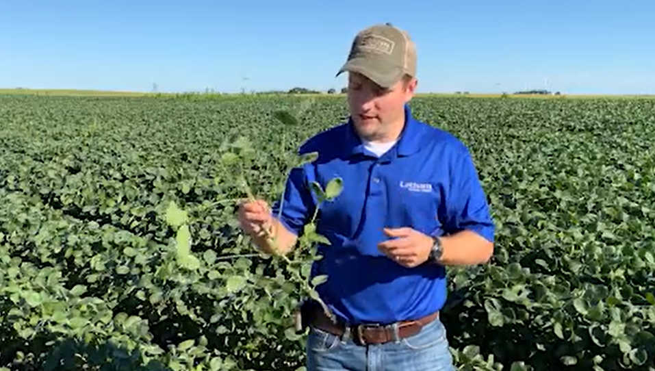 #AskTheAgronomist: Soybean Cupping and Recovery