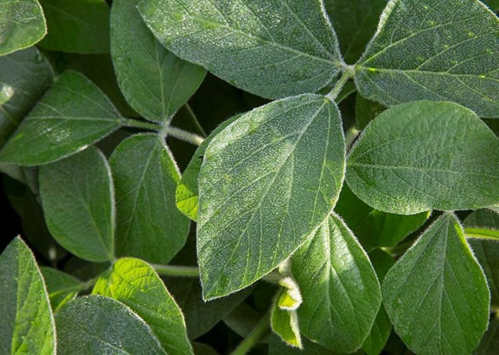 Late-Season Soybean Scouting