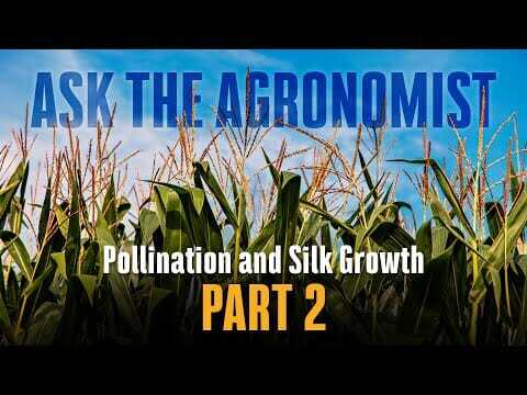 #AskTheAgronomist: Pollination and Silk Growth, Part 2