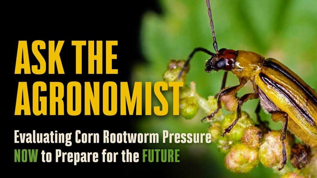 #AskTheAgronomist: Corn Rootworm Pressure Now and Into the Future