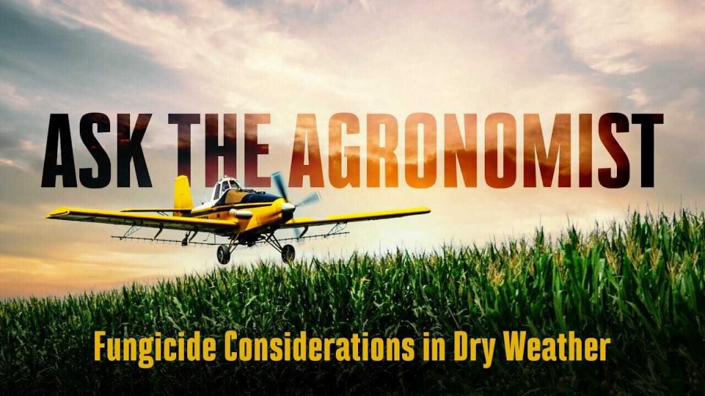 #AskTheAgronomist: Fungicide Considerations in Dry Weather