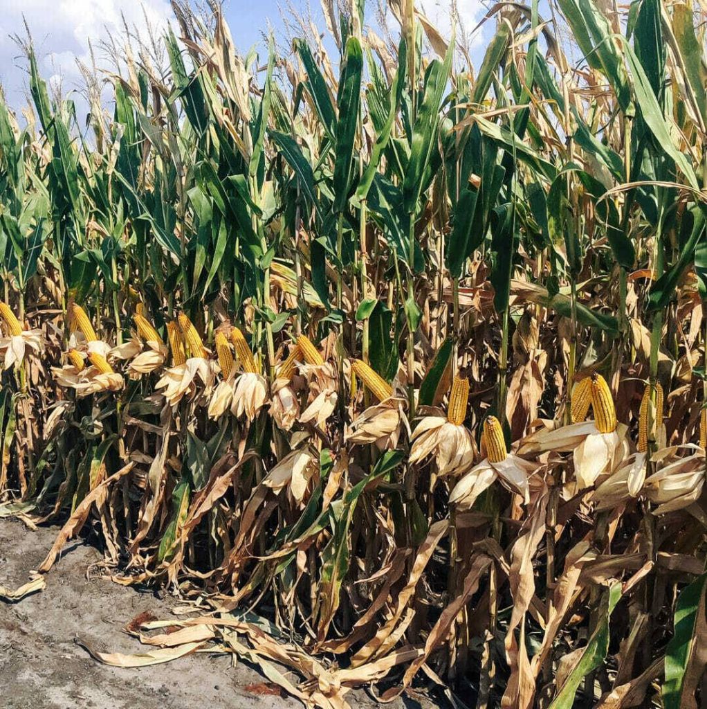 Tips for Determining Why Stalks Are Lodging