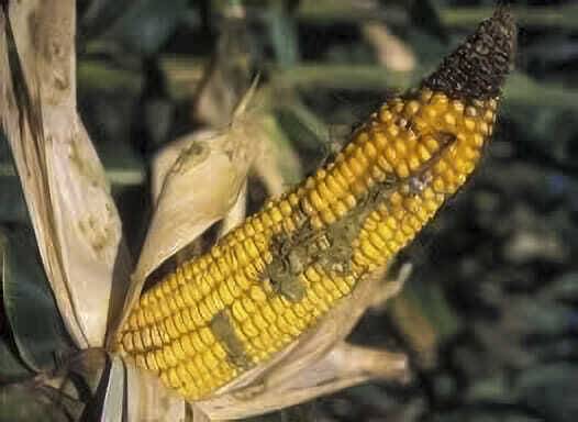 Test for Aflatoxin Before Feeding Moisture-Stressed Corn