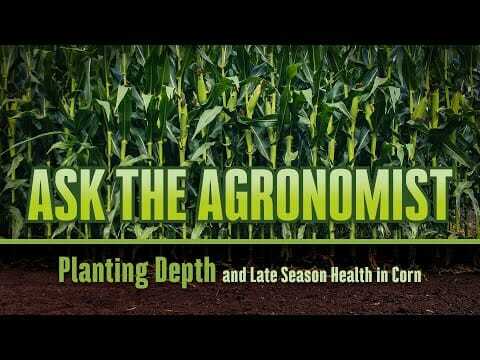 #AskTheAgronomist: Planting Depth Effect on Ear and Root Development