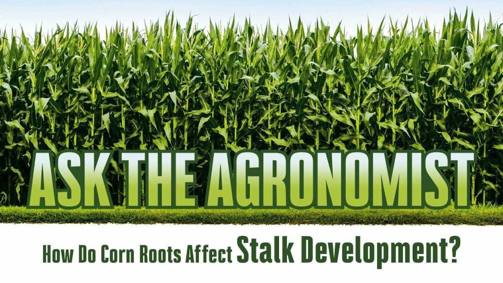 #AskTheAgronomist: How Do Corn Roots Effect Stalk Development