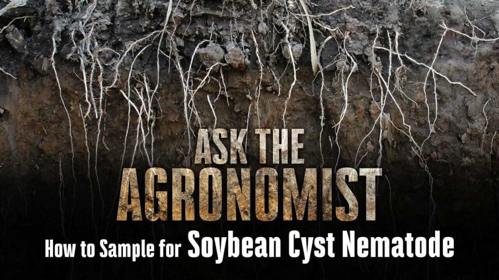 #AskTheAgronomist: How to Sample for Soybean Cyst Nematode