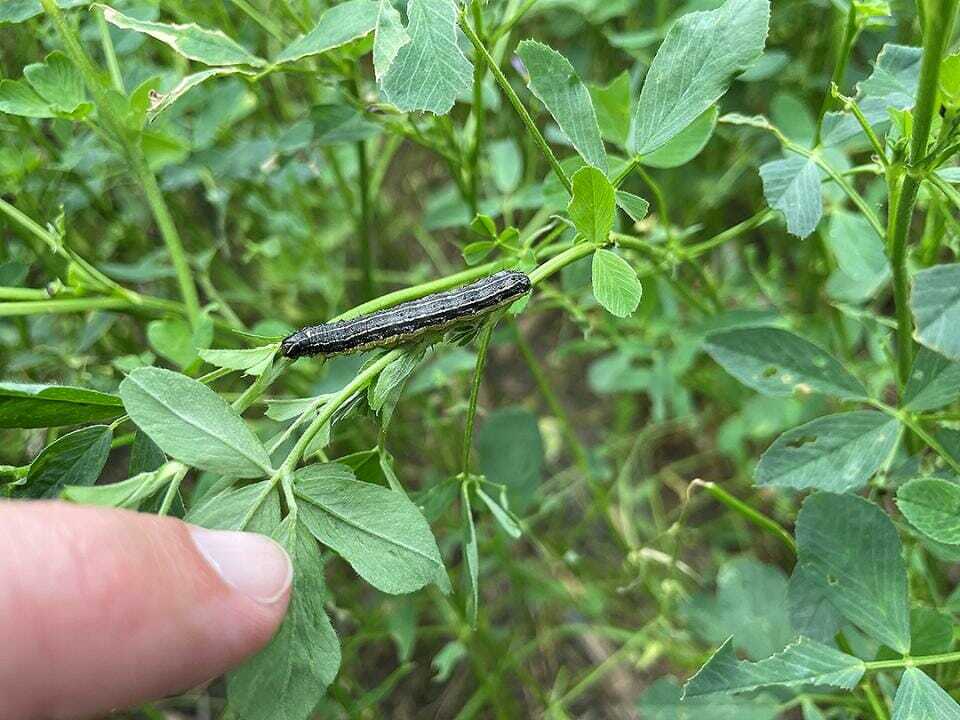 Managing Fall Armyworms in Alfalfa