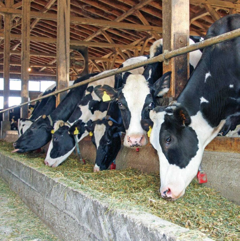 Improve Meat and Milk Production with Better Silage