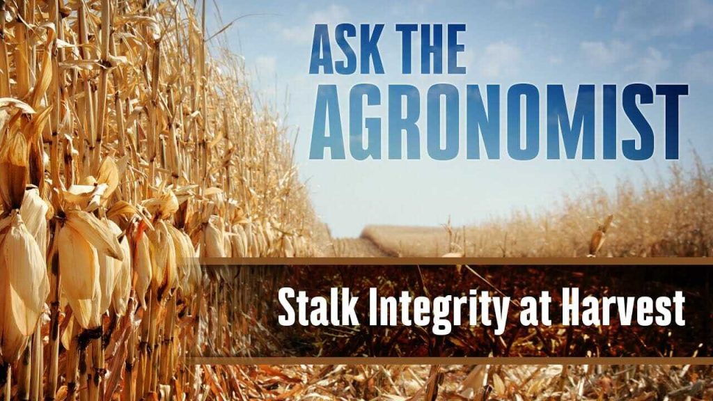 #AskTheAgronomist: Stalk Integrity at Harvest