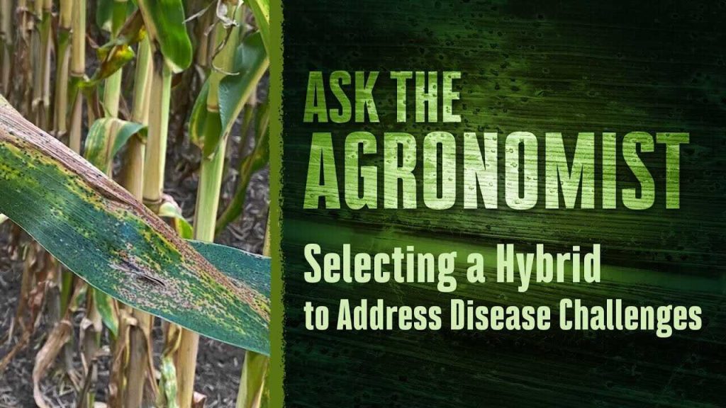 #AskTheAgronomist: Corn Disease and Product Selection