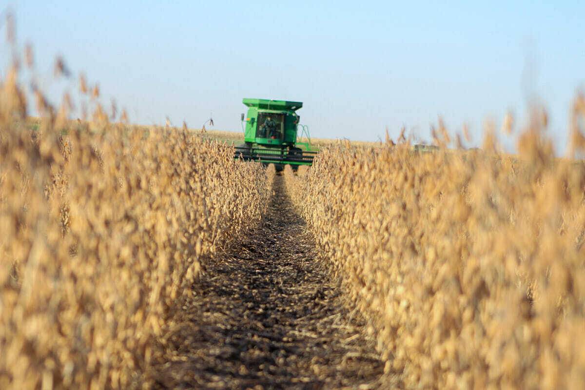 Soybean harvest