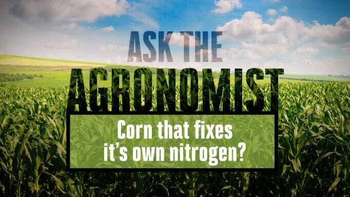 #AsktheAgronomist Corn That Fixes it’s Own Nitrogen?