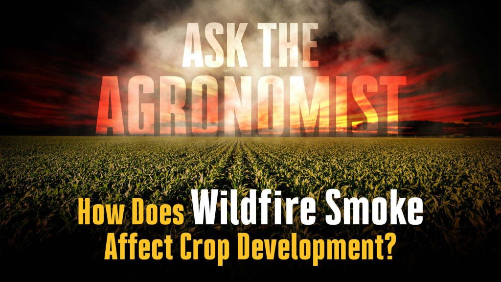 #AsktheAgronomist – Wildfire Smoke