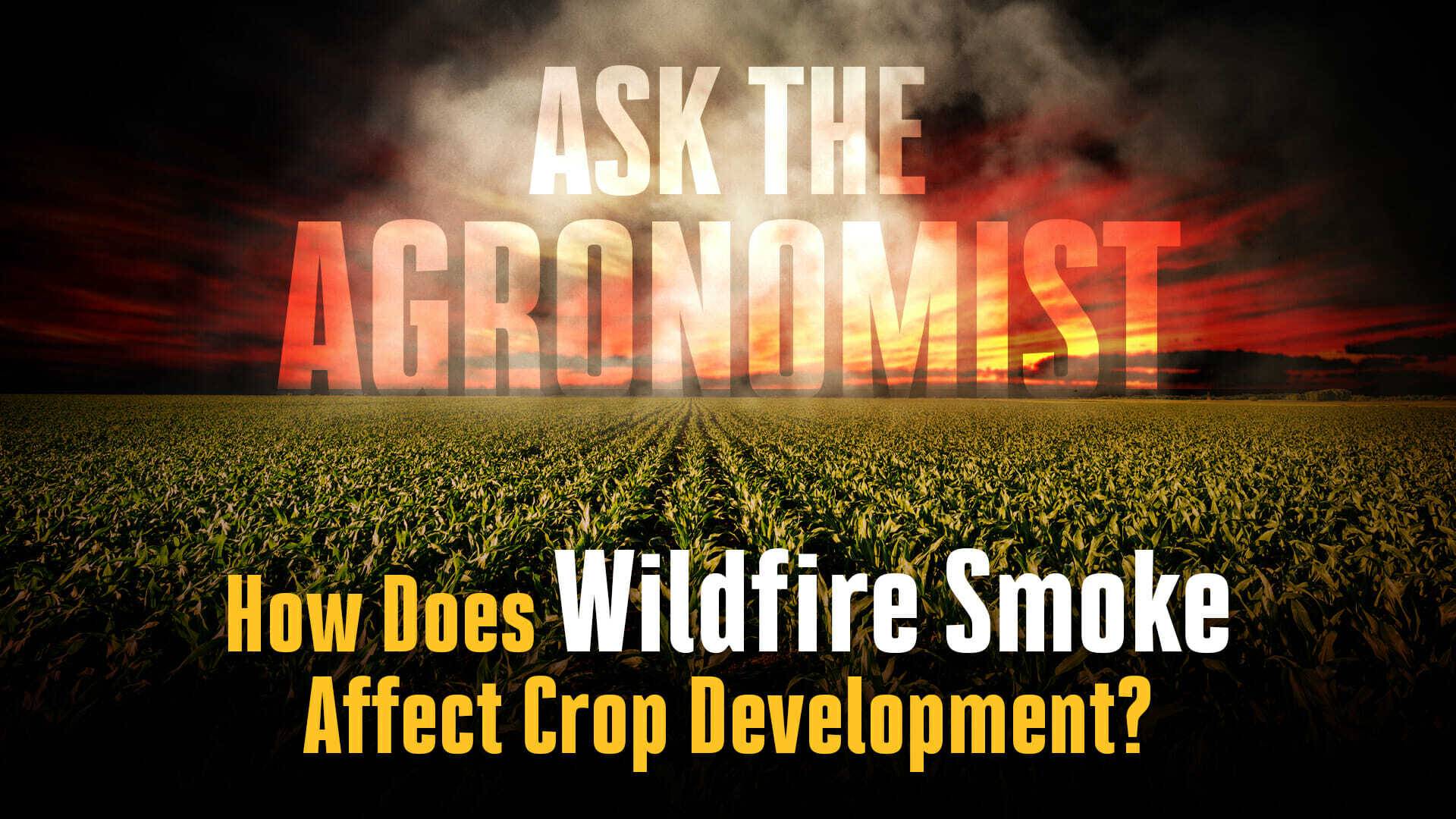 Ask the agronomist wildfire smoke