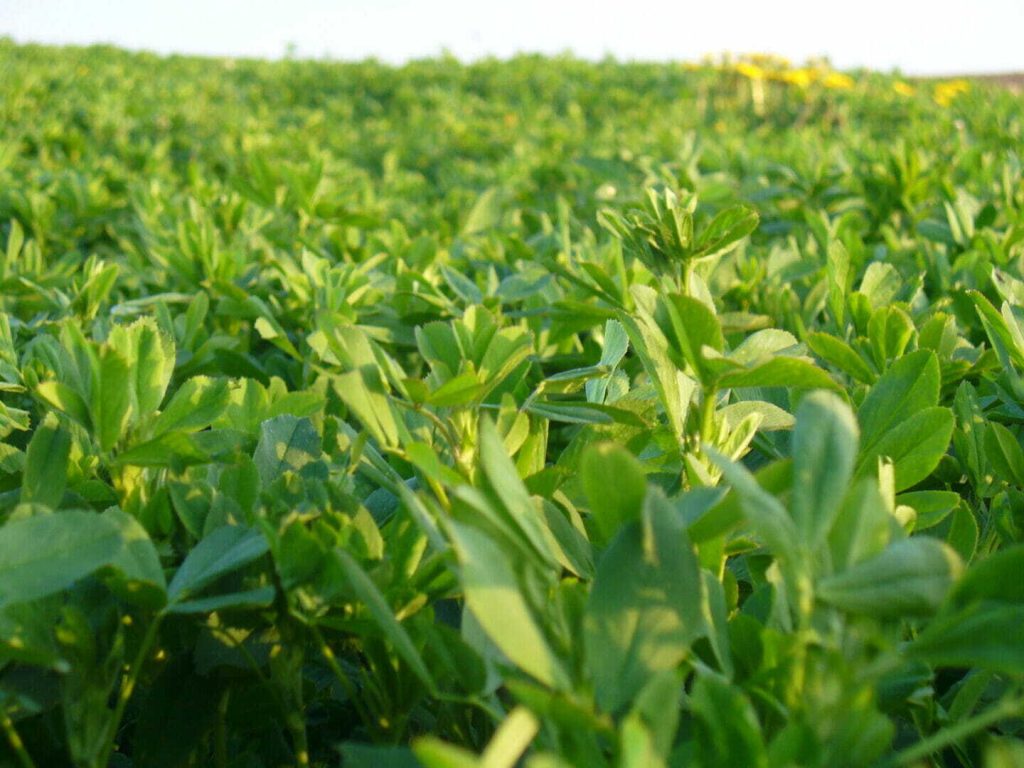 It’s More Cost-Effective to Plant Alfalfa in 2022