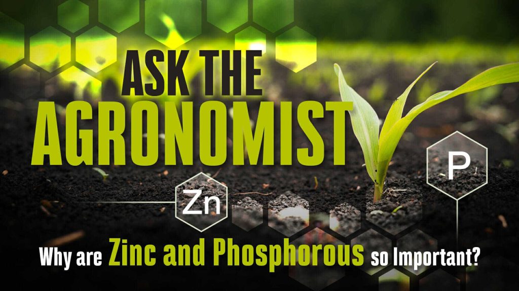 #AsktheAgronomist – The Zinc and Phosphorus Relationship