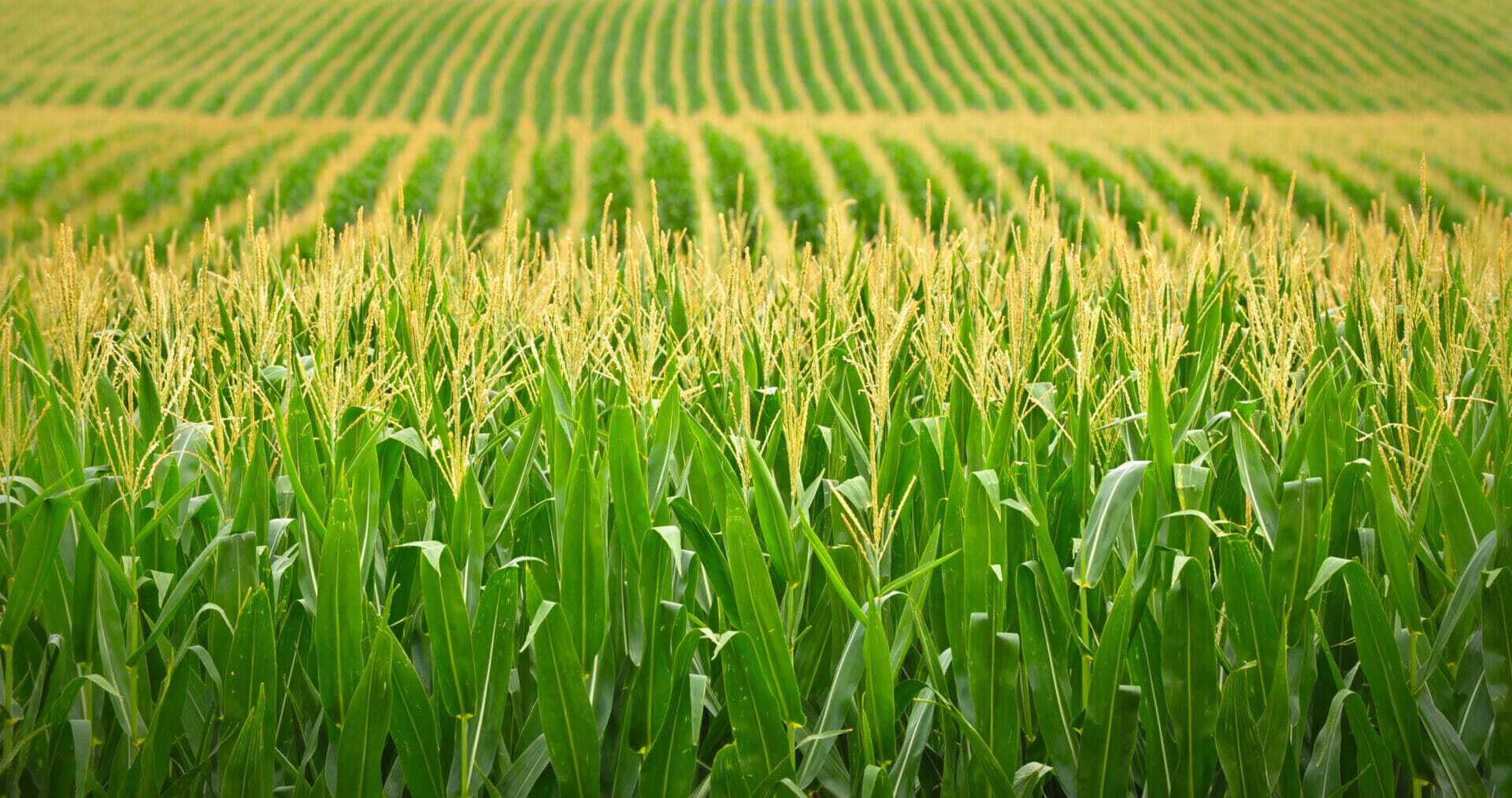 Nebraska Cornfield