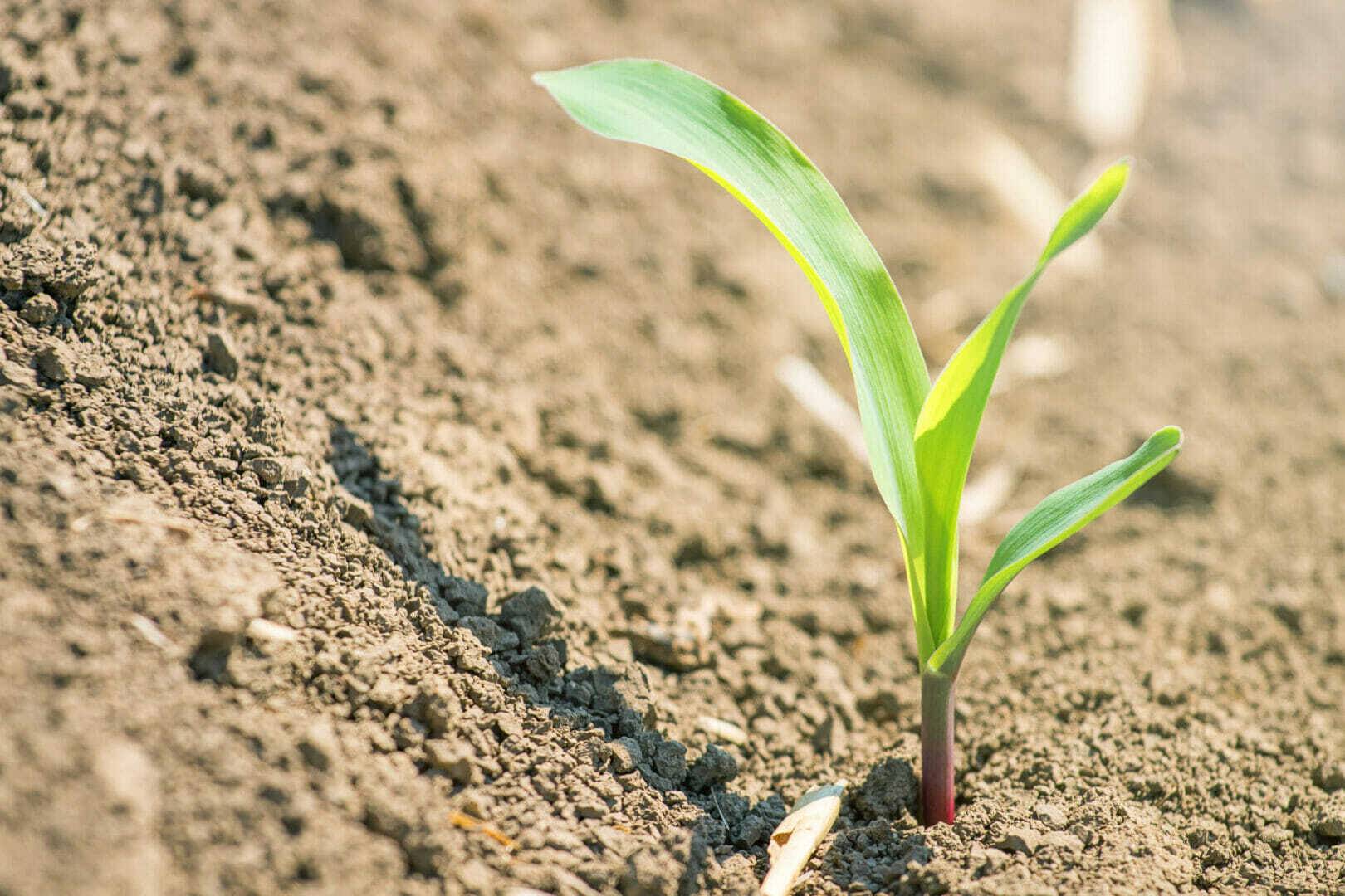 Young green corn growing on the field. Young Corn Plants.