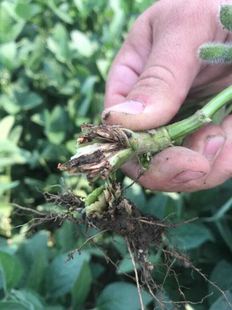 #AsktheAgronomist – How to Take on Soybean Gall Midges