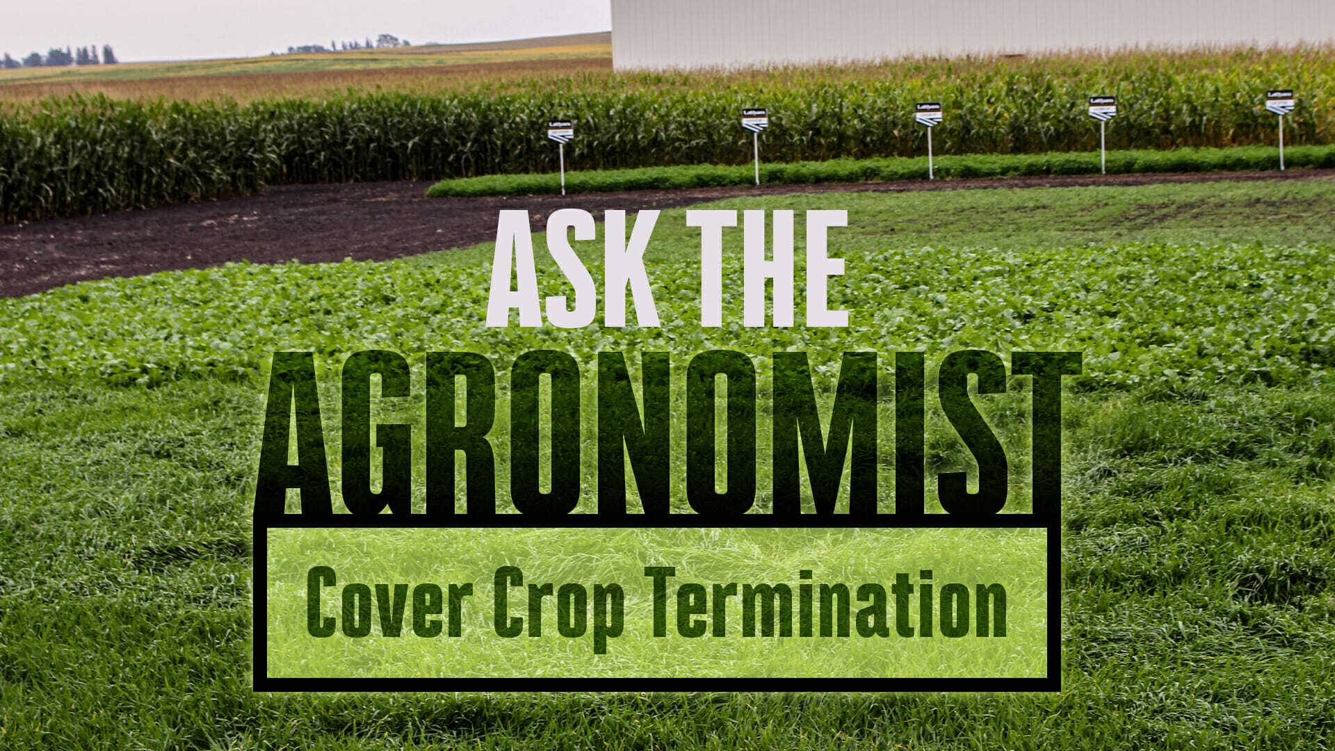 Ask the agronomist cover crop termination