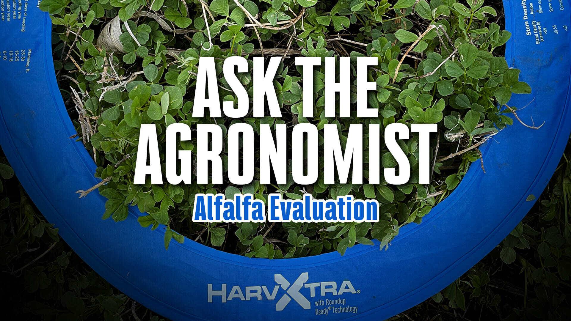 Ask the agronomist alfalfa evaluation