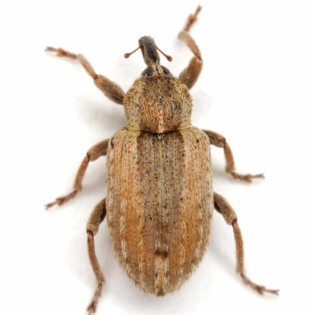 Alfalfa weevil