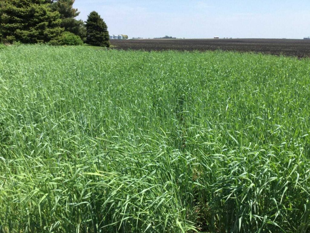 Plant Cereal Rye and Skip Pre-Emergence Herbicide