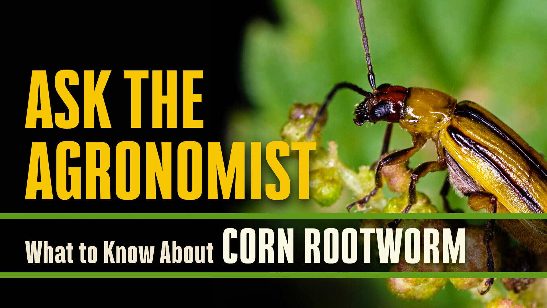 Ask the agronomist what to know about corn rootworm