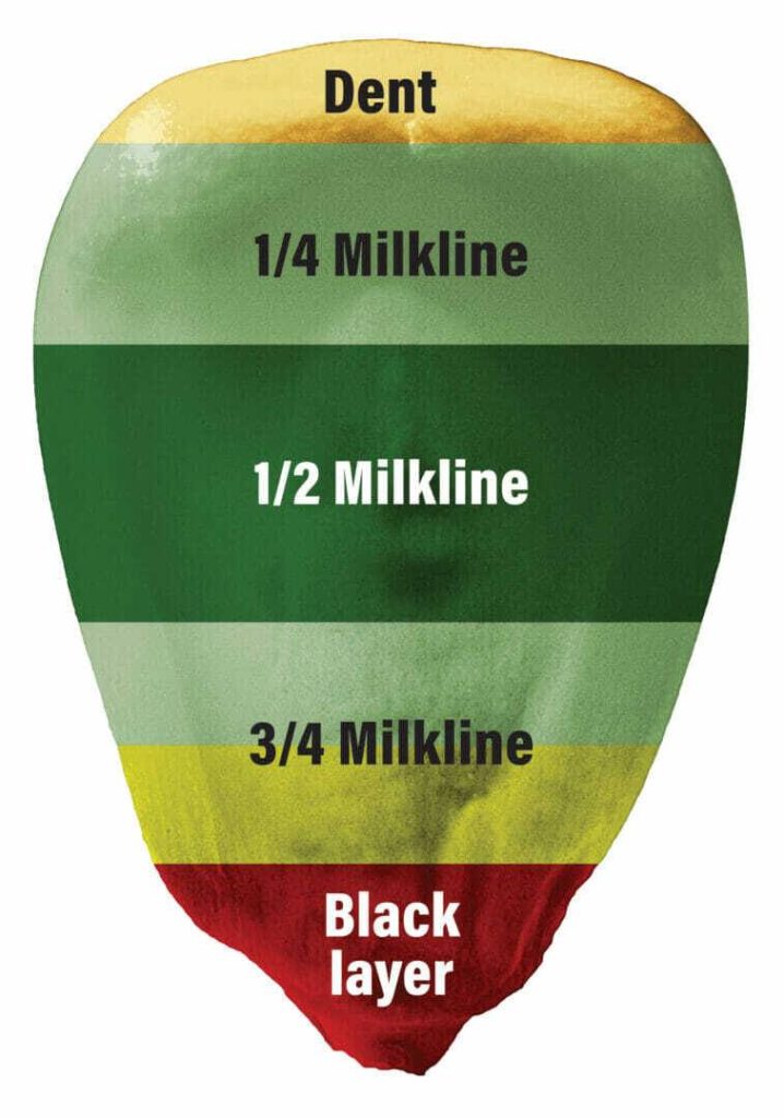 Harvest Corn Silage at Optimal Milkline to Add to Your Bottom Line