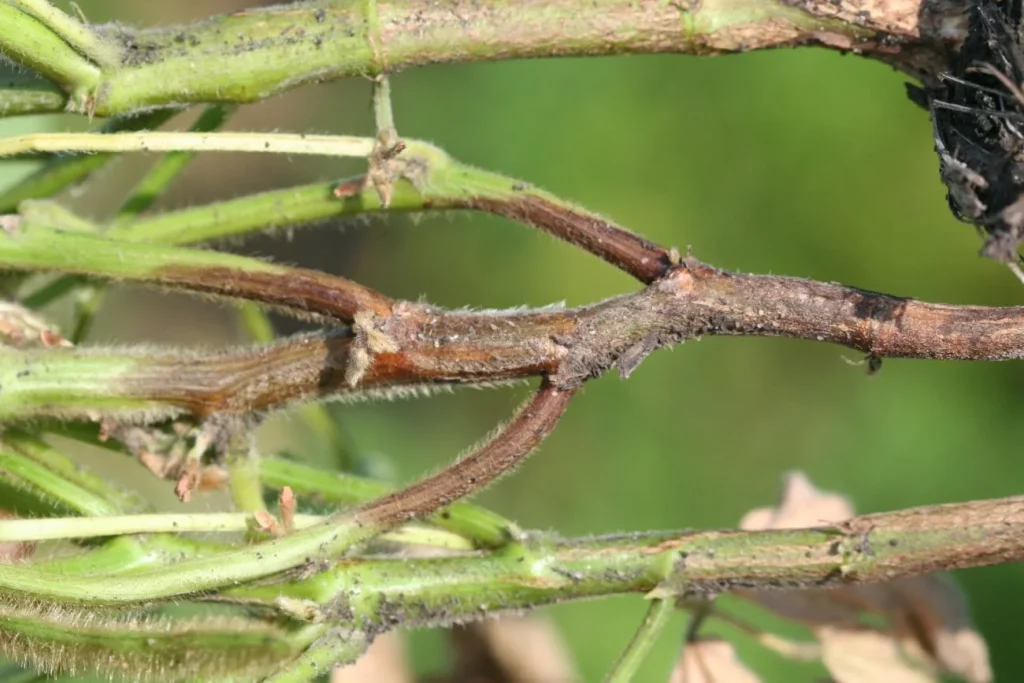 Phytophthora Root and Stem Rot