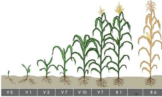 Corn Growth Stages