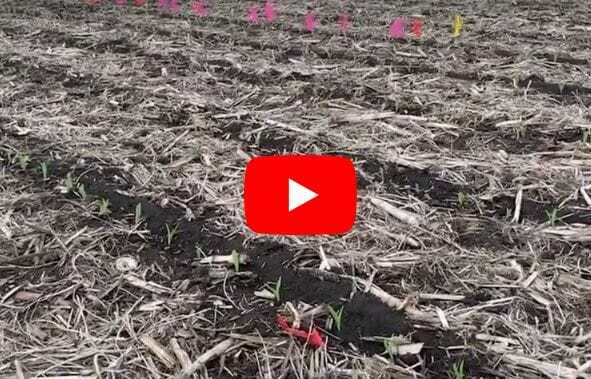 Corn emergence 1