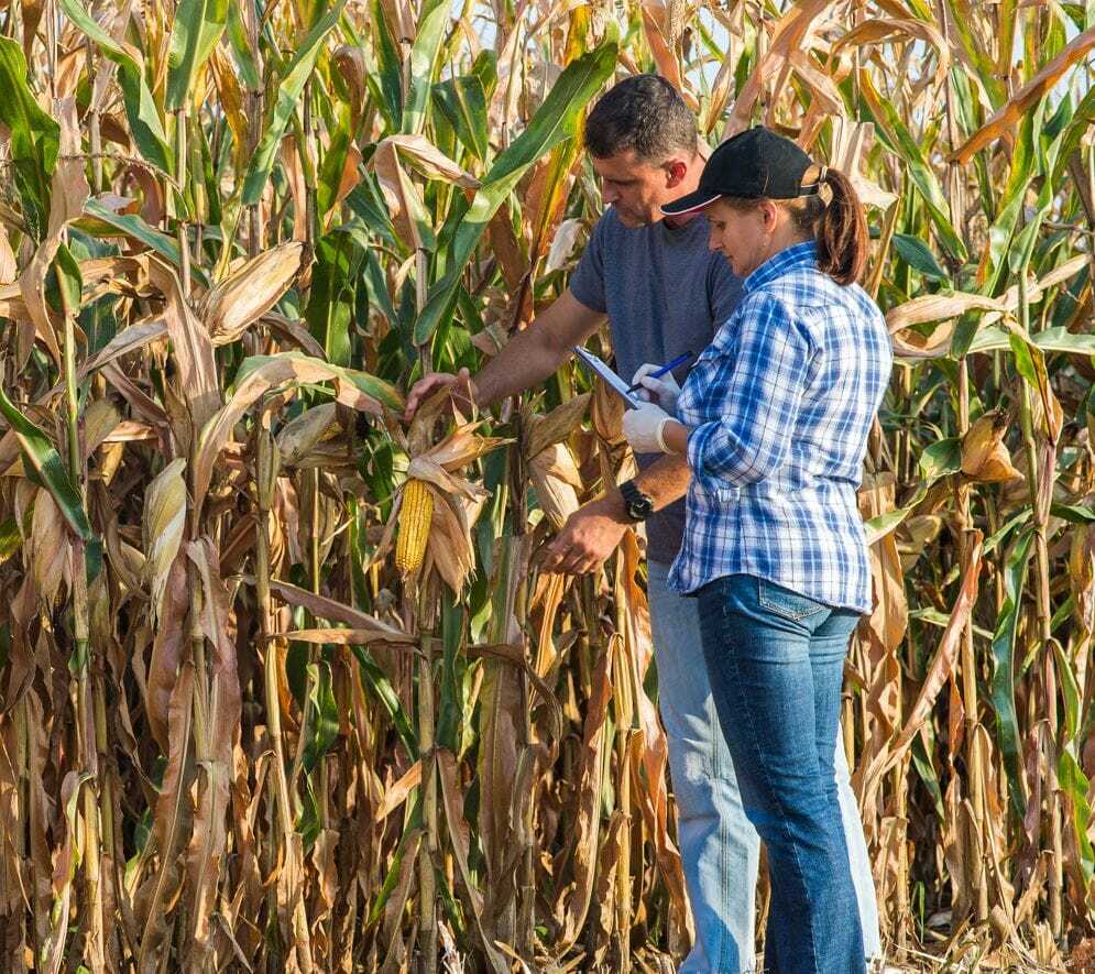 Late Summer Can Lead to Better Harvest Decisions