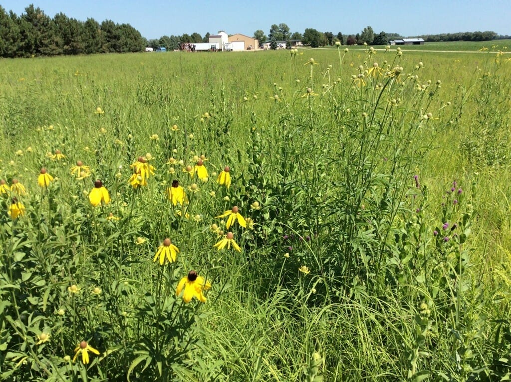 Blooming Benefits: Bringing Pollinator Plots to the Farm