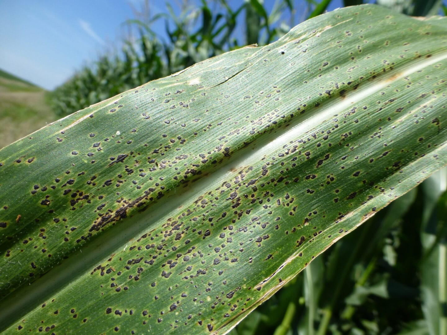 TAR SPOT ON CORN