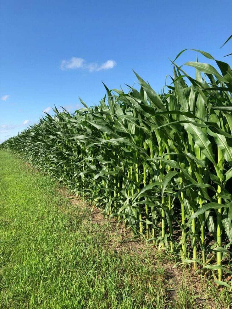 July 9, 2019 Crop Reports